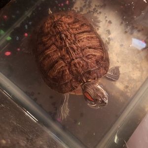 Meet your Posher, Natasha